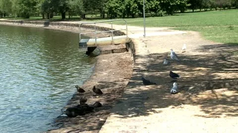 Seagull resting in shade 5 Stock Footage 11139353
