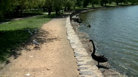 Seagull resting in shade 7 Stock Footage 11139345