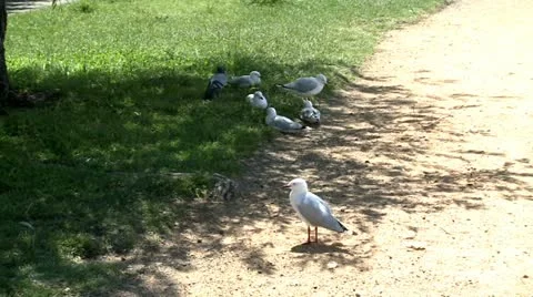 Seagull resting in shade Stock Footage 11139508