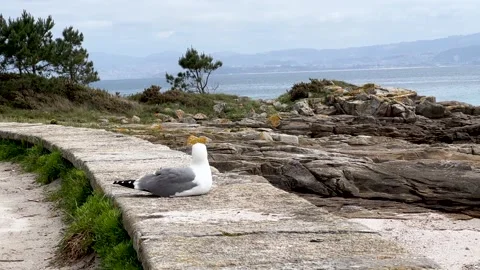 Seagull resting on the shore Stock Footage 311661919
