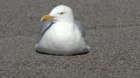 SeaGull resting on the tarmac Stock Footage 54089273