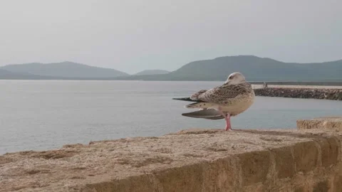 A seagull rests on ancient walls Stock Footage 232437296