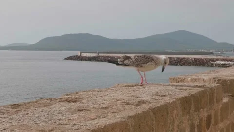 A seagull rests on ancient walls Video stock 232437302