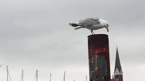 A seagull rests on a rusty pillar against the backdrop of an old church Vídeos de archivo 261659720
