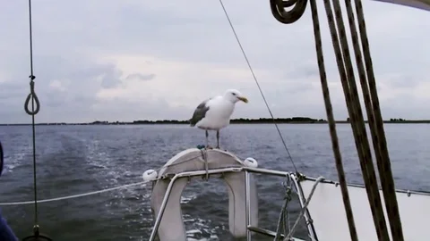 Seagull rests on sailboat railing Stock Footage 85269798