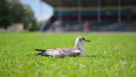 Seagull rests on vibrant green grass. Sunlight glints softly on its feather.. Stock Footage 340040019
