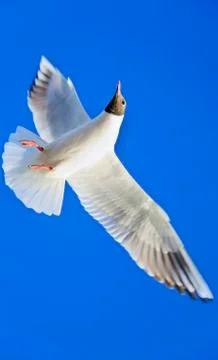 Seagull rich blue cloudless sky Stock Photos