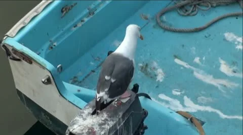 Seagull Riding In Boat Stock Footage 11914902