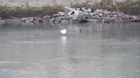 A Seagull in Rings Drinking Water Stock Footage 171405167