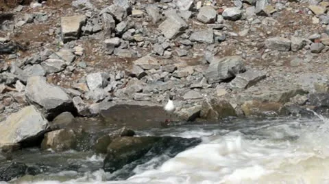 Seagull on the river bank Stock Footage 10946921