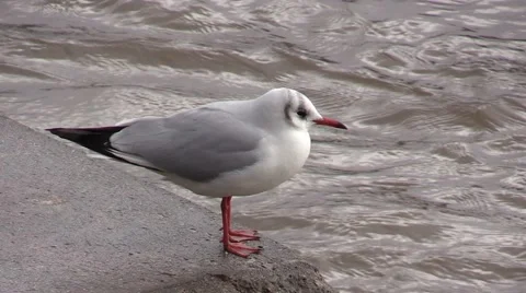 Seagull on the river bank Stock Footage 46701980