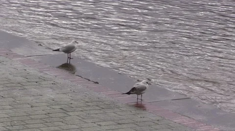 Seagull on the river bank Vidéo 46702232