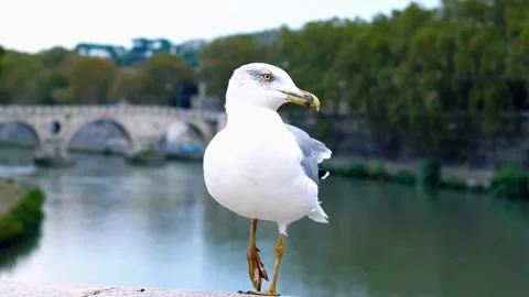 Seagull by River Bridge Stock Footage 310853291