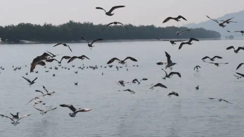 Seagull on river Stock Footage 258825623