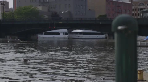 Seagull on River Rack Focus Stock Footage 52803165