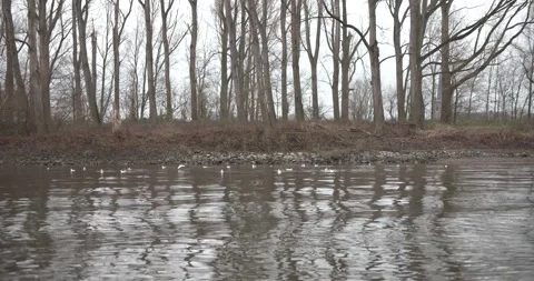 Seagull on a river with trees in the background 動画素材 146646971