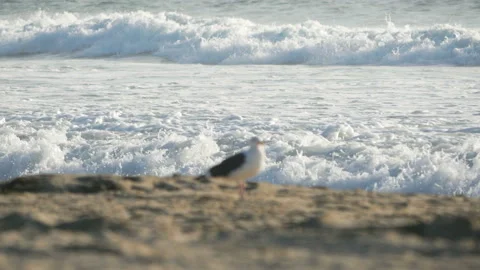 Seagull on the rock in 4k Video stock 87787291