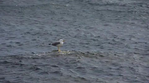 Seagull on rock in Acitrezza Stock-Footage 73301596