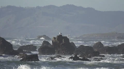 Seagull on rock with big waves north coast CA Stock Footage 298076172