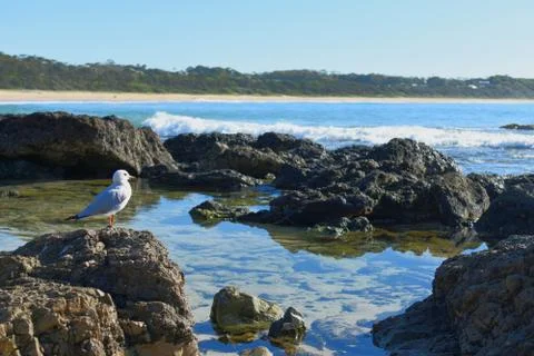 Seagull on a rock with copy space Stock Photos