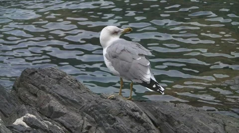 Seagull on rock Stock Footage 532151