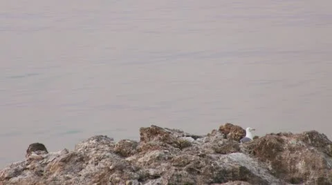 Seagull on rock Stock Footage 11977049