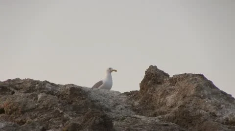 Seagull on rock Stock Footage 12026923