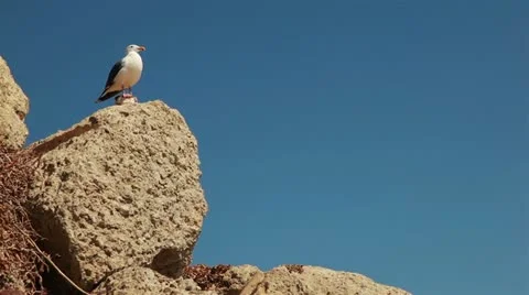 Seagull on Rock Stock Footage 12426904