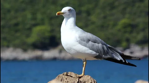 Seagull on a rock 動画素材 32935016