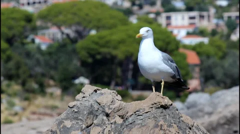 Seagull on a rock Video stock 32935474