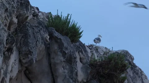 Seagull On A Rock  Stock Footage 64217215