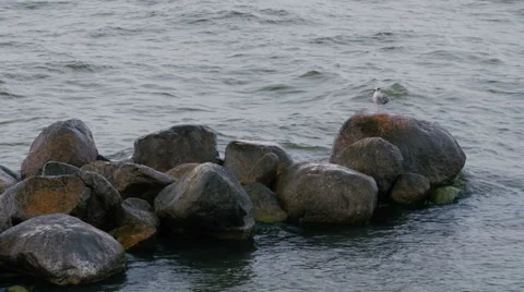 A seagull on a rock Stock Footage