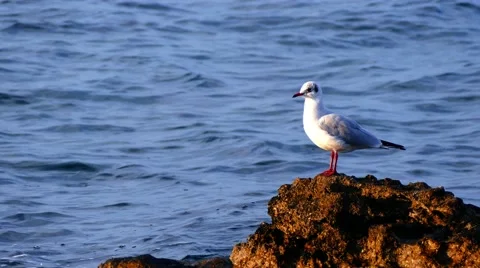 Seagull on the rock Stock-Footage 68075586