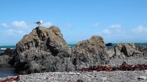Seagull on Rock Stock Footage 85228355