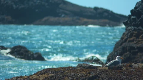 Seagull on a Rock Stock Footage 91192209