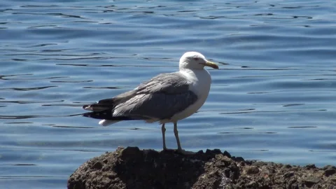 Seagull on the rock 스톡 동영상 112094678