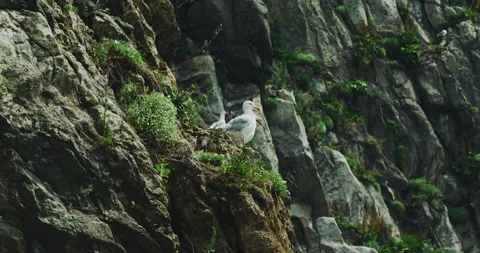 Seagull on the rock. Stock Footage 168660252