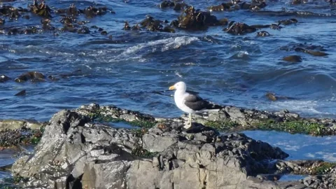 Seagull On Rock Stock Footage 171068831