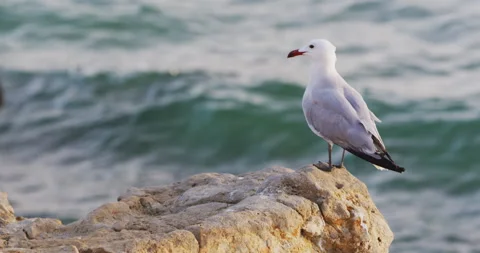 Seagull on a Rock in front of the ocean, 4K Red Stock Footage 133326144