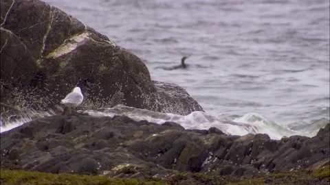 Seagull on rock, gets splashed by a wave Stock Footage 81688890