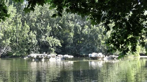 Seagull on a rock in the lake. Stock Footage 84762788