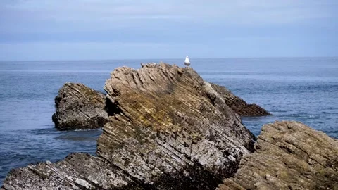 Seagull on rock In the ocean Stockbeeldmateriaal 153949695