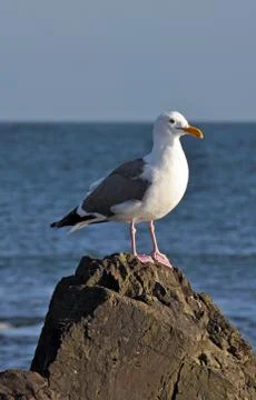 Seagull on rock Stock Photos