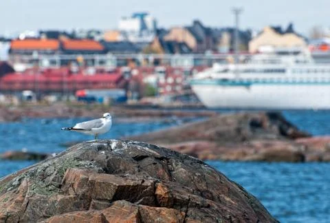 Seagull on a rock. Stock Photos