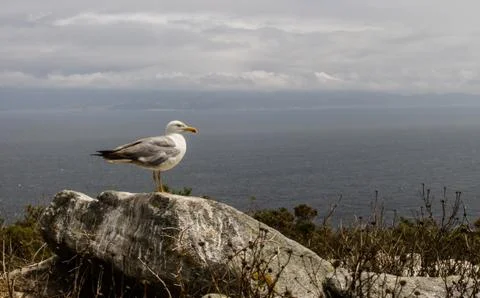 Seagull on Rock Stock Photos