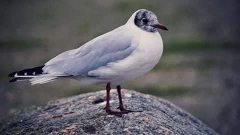A seagull on a rock Stock-Fotos