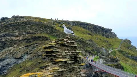 Seagull on the rock Stock Photos