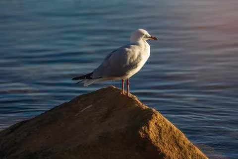 Seagull on the rock Stock Photos