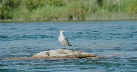 Seagull on rock in a river Stock Footage 282041524