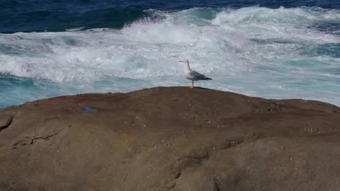 Seagull On Rock With Rough Waves In The Background Stock Footage 272978061